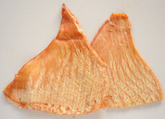 魷魚(yú)拉網(wǎng)耳片